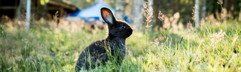 Un pequeño y adorable conejo